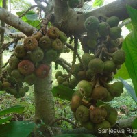 <i>Ficus carica</i>  L.